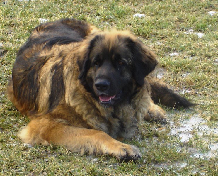 Arwen3543.JPG - Arwen im April 2010