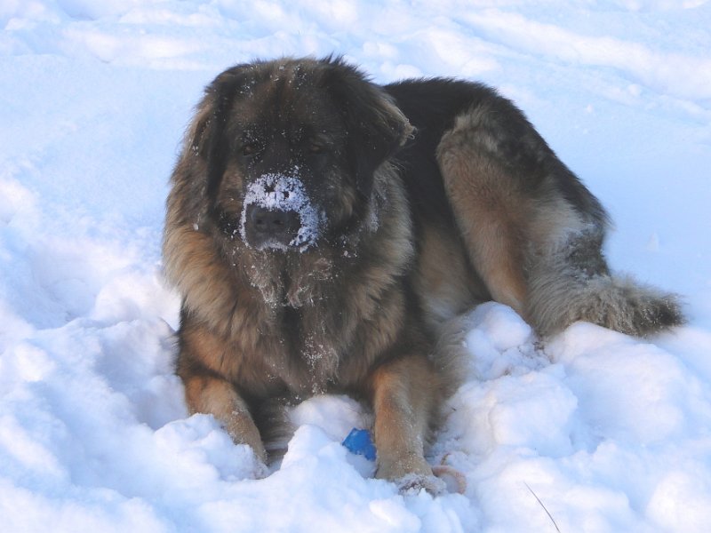 Arwen4306.JPG - Wieso bloss der Rest der Schnauze nicht mit Schnee bedeckt ist?