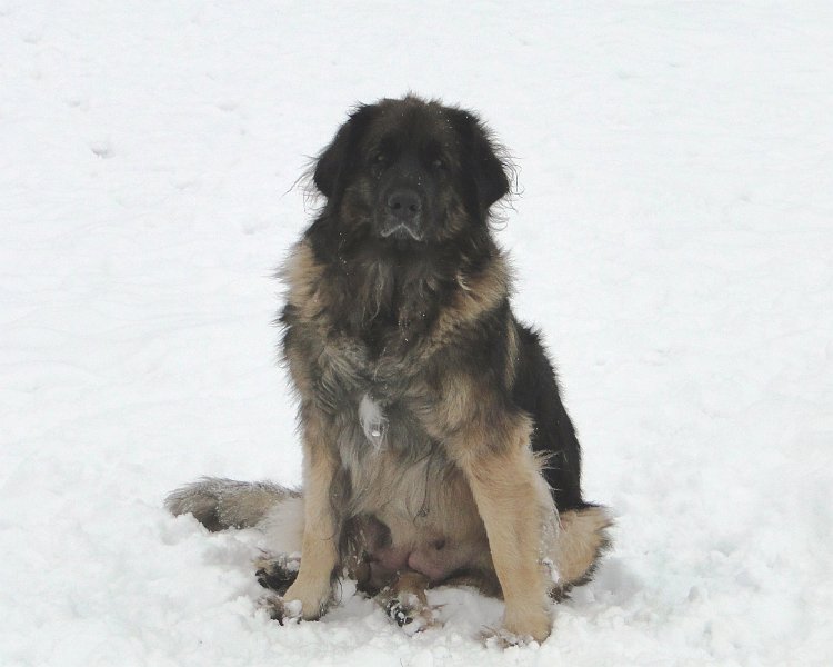 Arwen4466.JPG - Arwen im Februar 2013
