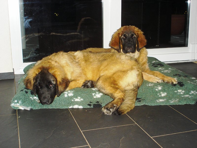 Bellatrix3366.JPG - Mit ihrer Schwester Bona Dea im Alter von 4,5 Monaten