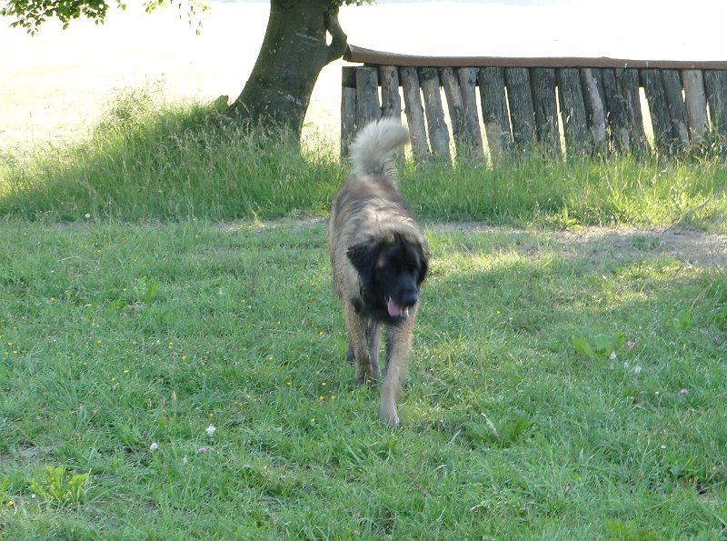 Bellatrix4201.JPG - Bellatrix im Alter von 10 Monaten