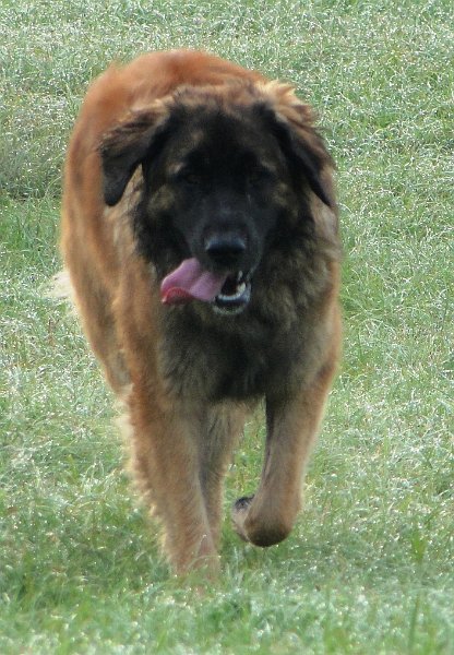 Bellatrix4533.JPG - Wellness-Timeout mit meiner Muter Arwen (Damenkränzchen)