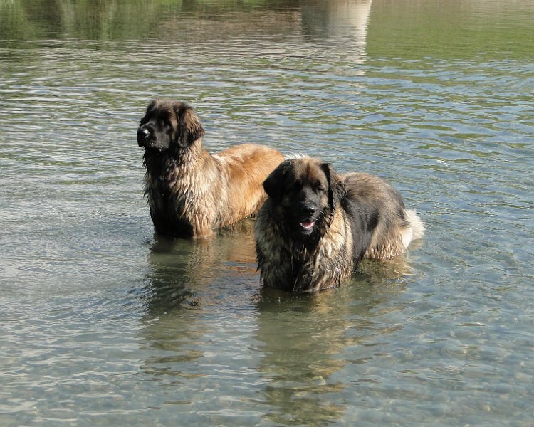 Bellatrix4630.JPG - Baden mit Mama Arwen, ich schaue, dass nichts passiert!