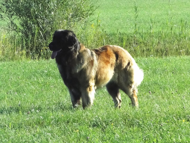 Bellatrix4673.JPG - Im Herbst 2013