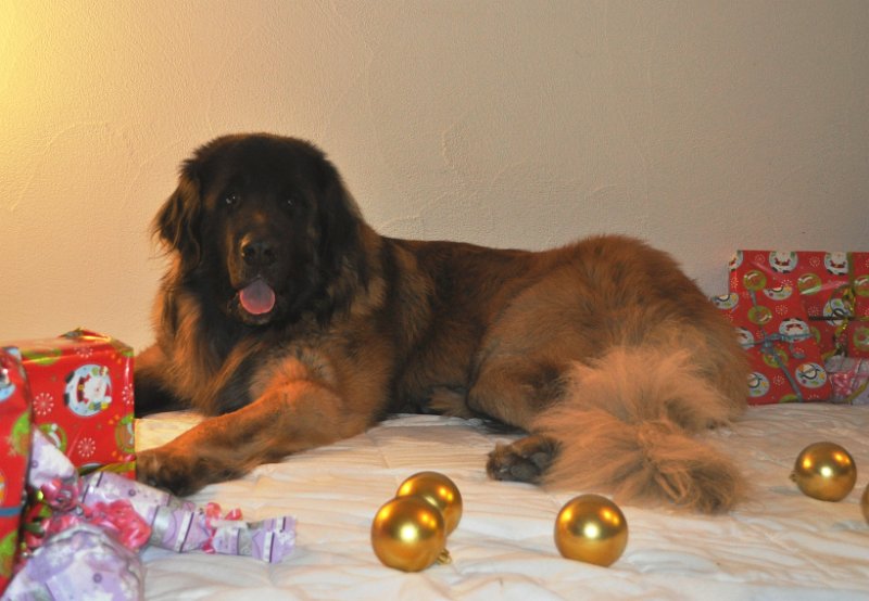 Damon0015.JPG - Damon an Weihnachten 2012