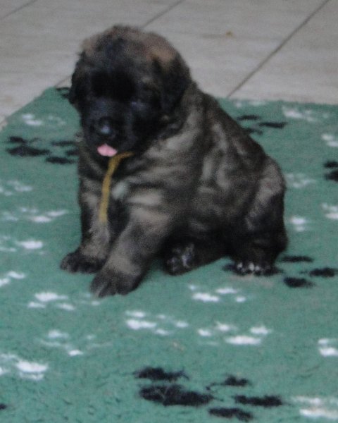 DolceAmor2203.JPG - Dolce Amor