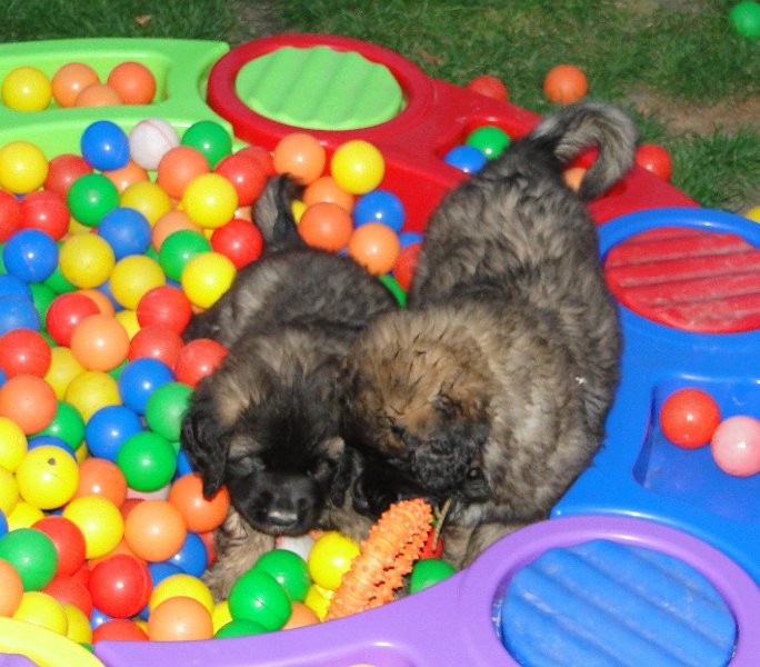DolceAmor2438.JPG - Dolce Amor