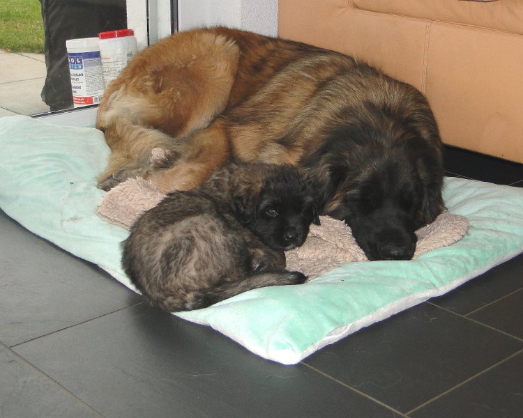 Arwen2751.JPG - E-Wurf in der 6. Woche