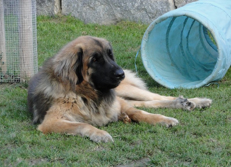 Arwen2826.JPG - JJ beobachtet den E-Wurf