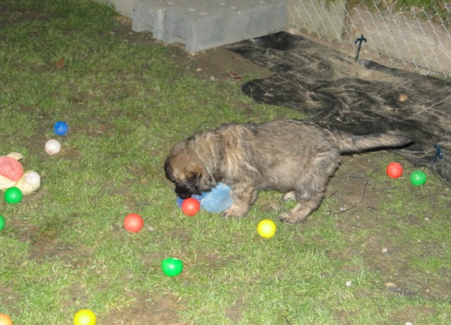 Arwen2868.JPG - E-Wurf in der 8. Woche