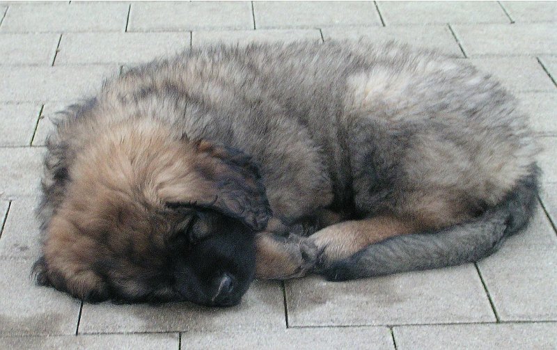 Eowyn0355.JPG - Eowyn im Alter von 8 Wochen bei einer ihrer Lieblingsbeschäftigungen: Schlafen!