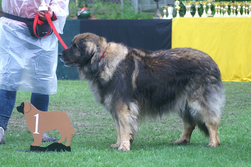 Eowyn4892.JPG - Wenn da bloss nicht das komische Ding vor mir wäre, das sieht ein wenig aus wie ein Neufundländer!