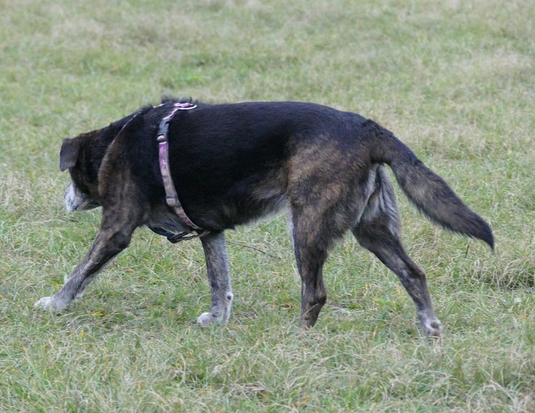 Hunde4315.JPG - ... und seiner Hündin Elenia