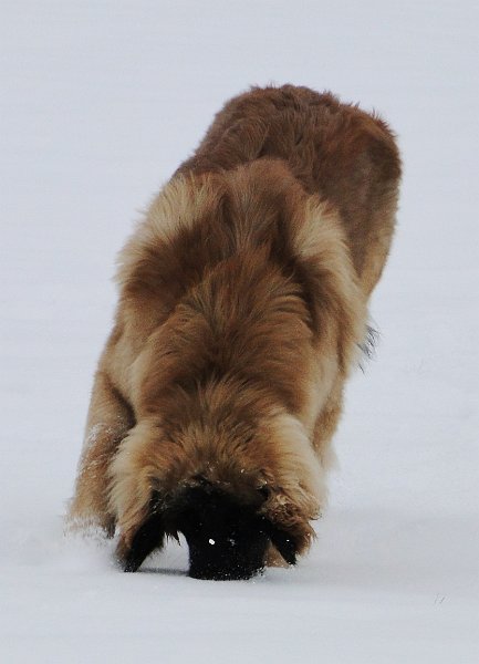 Jeffrey0939.JPG - Die sprichw�rtliche Suche nach der Nadel im "Schneehaufen"...