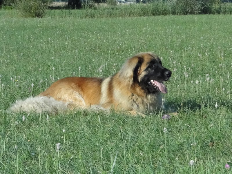 Jeffrey3039.JPG - Mmhh, das Gras schmeckt so gr�n!