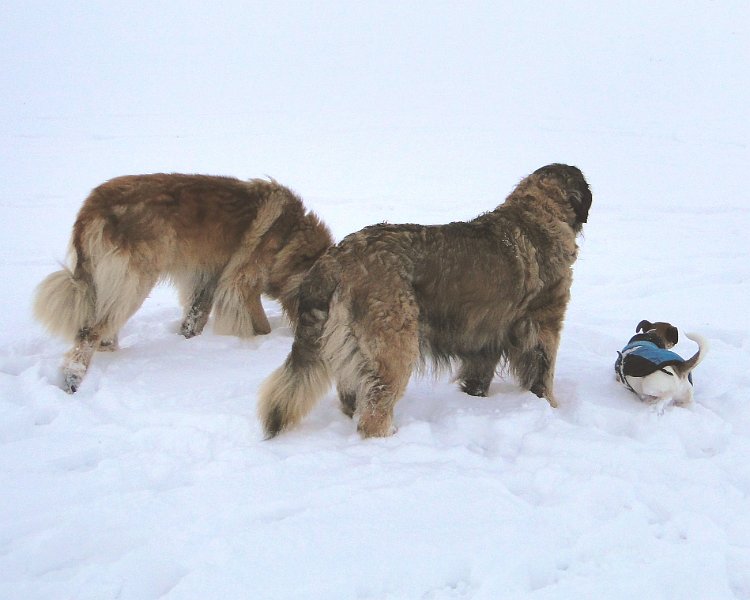 Laufey4316.JPG - Laufey im Winter 2013